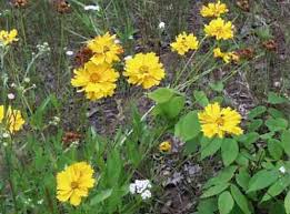 Image result for Coreopsis lanceolata
