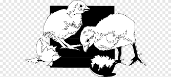 Bila ayam ber'ules putih bersih (tembus paruh, mata, kaki) kelebihan ayam kinantan putih : Ayam Hitam Dan Putih Burung Cygnini Bayi Telur Shell Putih Anak Png Pngegg