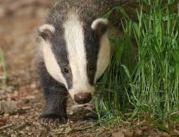 List of birds of africa. Badger Facts Animal Facts Encyclopedia