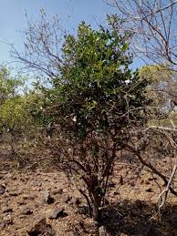 Image result for Erianthemum virescens