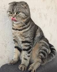 Hawaiian cat or tiger names have uniqueness and novelty to them. 200 Best Tabby Cat Names The Paws