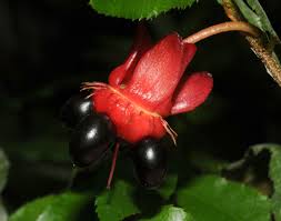 Image result for Ochnaceae