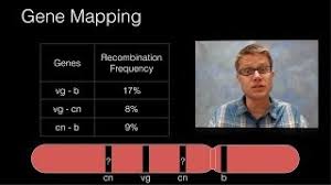 Genetic Recombination And Gene Mapping Youtube