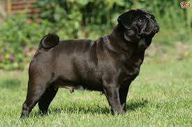 Jun 03, 2021 · biden is trying to thread that needle shy of a mandate, one union leader said. Pug Dog Breed Facts Highlights Buying Advice Pets4homes