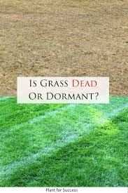 We did not find results for: Is Grass Dead Or Dormant Lawn Care Schedule Lawn Care Lawn Care Business
