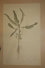 Image result for Sesbania pachycarpa