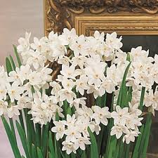 There are many different varieties of annuals and perennials with different grow times. This Week In The Garden Plan And Plant Now For The Festive Season