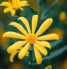 Image result for Vittaria guineensis