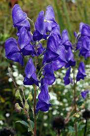 13 Fall Flowers To Add To Your Garden Town Country Living Garden Town Fall Flowers Fall Plants