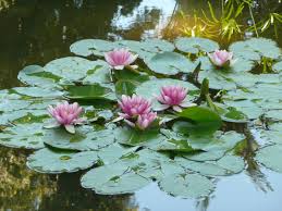 Metamour Skin Care Flower Painting Water Lilies Lotus Blossom