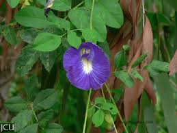 Image result for Clitoria