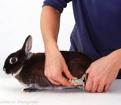 Nail Clipping Bunnies At Home