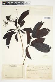 Image result for Corynanthe