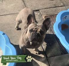 You can find them in acceptable akc color standards such as fawn, brindle, cream, and white, as well as in rare lilac, isabella, blue, chocolate, and sable coats. Stud Dog Blue Fawn Sable French Bulldog Stud Breed Your Dog