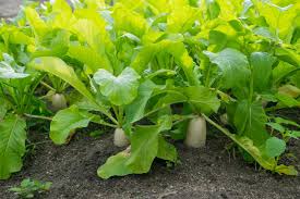 Radish, (raphanus sativus), annual or biennial plant in the mustard family (brassicaceae), grown for its large succulent taproot. Growing Forage Radishes Diy