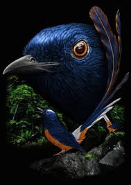 Murai batu mb merupakan burung tipe fighter yang saat ini menjadi burung kicauan paling digemari di indonnesia. Murai Batu Birds Binatang Murai Hewan