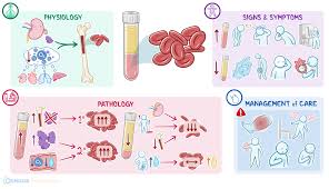 Image result for Complete Blood Count