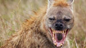 Create Meme The Laughing Hyena Hyena Grin Hyena Evil Pictures Meme Arsenal Com Umm the show is called dora the explorer. laughing hyena hyena grin hyena evil