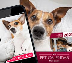 Maybe you would like to learn more about one of these? Home Humane Society Tampa Bay