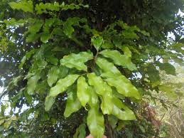 Image result for Glenniea