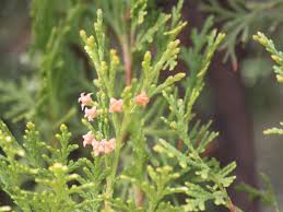 Image result for Platycladus orientalis