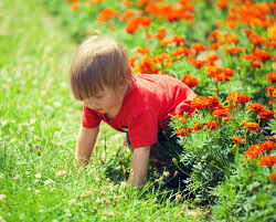 Your neighbors will go green with envy! Questions You Should Ask Your Organic Lawn Service Provider Soil Alive