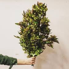 Maybe you would like to learn more about one of these? Arrivage De Dodonea Ce Matin Pour Commander Ou Connaitre Les Prix Contactez Nos Representants Aux Fleurs Coupees Au 1 800 How To Dry Basil Herbs Flowers