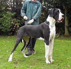 Great Danes For Adoption Great Dane Puppys Any Color For Sale For Sale Adoption In Philippines Great Dane Great Danes For Adoption Great Dane Puppy