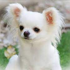Yaya Kosikova Busca Un Perro Para Montserrat Oliver Chihuahuas Perros Perros Lindos En Razas De Perros