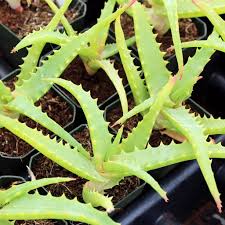 Image result for Aloe arborescens