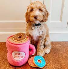 Long island, new york breeding: Gold Coast Labradoodles