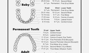 tooth numbering in the dog complete canine teeth numbering