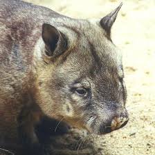 Image result for Southern hairy-nosed wombat