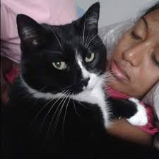 Loss of pet cat Jo Jo