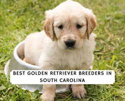 We feel extremely fortunate that we can continue to raise puppies in 2021 and bring some joy to this trying time. Best Golden Retriever Breeders In South Carolina 2021 We Love Doodles