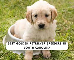 Please note that we do not have a rescue centre and do not always have dogs needing homes. Best Golden Retriever Breeders In South Carolina 2021 We Love Doodles