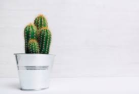 Where does photosynthesis occur on a cactus? Where Does Photosynthesis Take Place In Cactus Plants