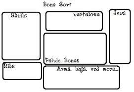 owl pellet bone sort