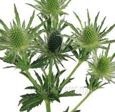 Pin On Eryngium Thistle