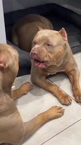 She’s not having it 😂😂😂😂😂#xlbullypups #fyp #foryoupage #doglife  #americanxl #americanxlbullypuppy #petsoftiktok #dogchallenge #dogs  #abkcstrong #bossykennels #puppy #HowDoYouMist #ElectrifyTheMini ...