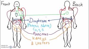 Abdominal Dermatomes And Referred Pain