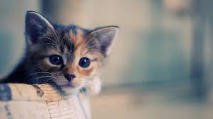 Add a fantastic feline background to your desktop or laptop. Cute Cat Hd Wallpapers Top Free Cute Cat Hd Backgrounds Wallpaperaccess