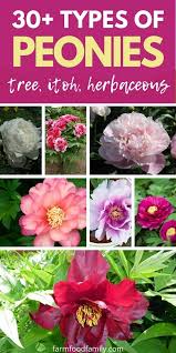 There are over 400,000 types of flowering plants, so there is sure to be a flower that speaks to your unique personality! 30 Types Of Peonies Tree Herbaceous Itoh Pictures Care Guide