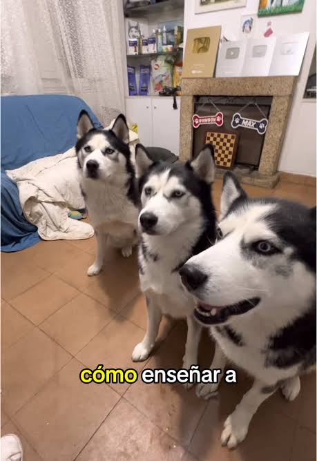 Truco Divertido: Enseña a tu Perro a Decir Sí y No