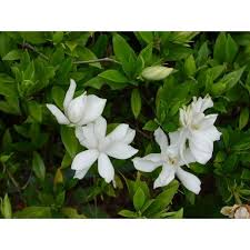 Image result for Gardenia subacaulis