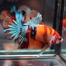 Pin On Beautiful Betta Fish