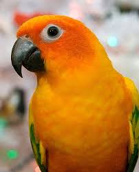 Colour Inspiration Tropical Birds Birds Tropical Birds