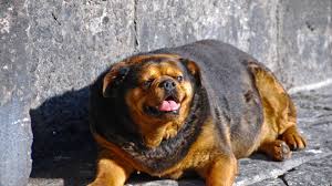 Free for commercial use no attribution required high quality images. Fat Dog Chonky Dogs Diet Best Food For Overweight Dogs