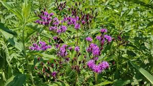 Image result for Vernonia undulata