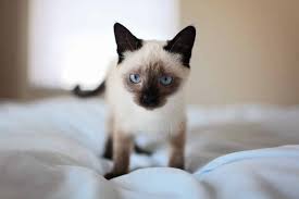How Long Do Siamese Cats Live Know The Truth Here